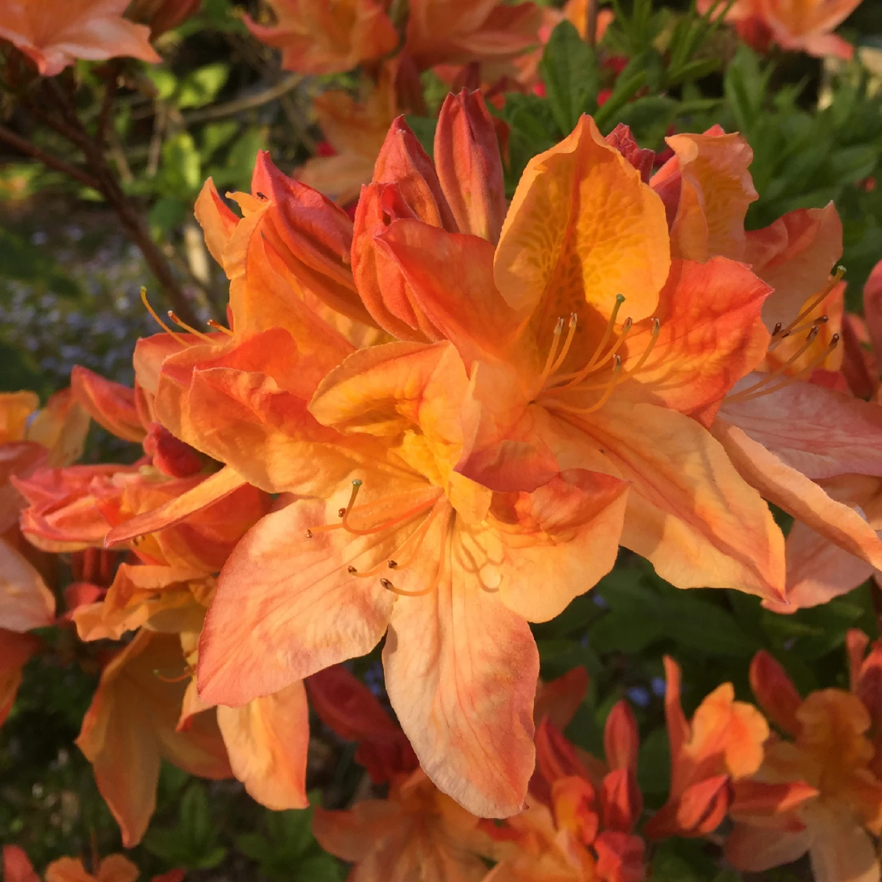 Unknown hybrid